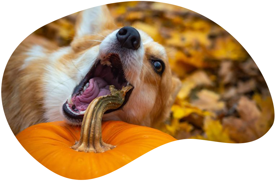 My dog eats things that are not edible