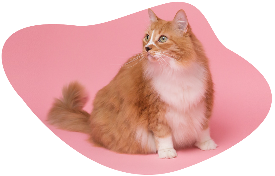 What to feed my kitten