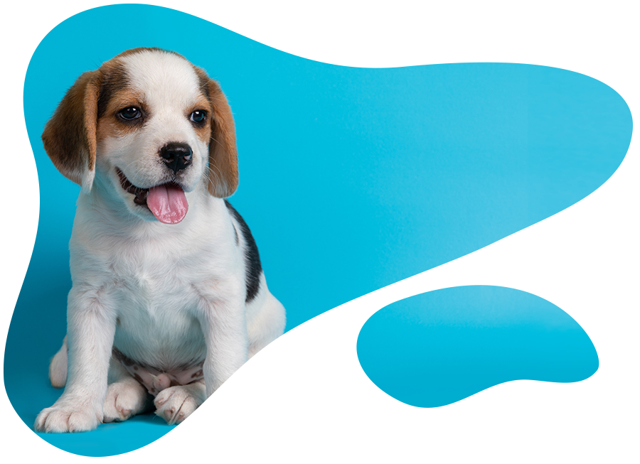 Where to start with your new puppy