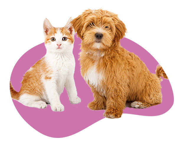 Cat Insurance - Dog Insurance