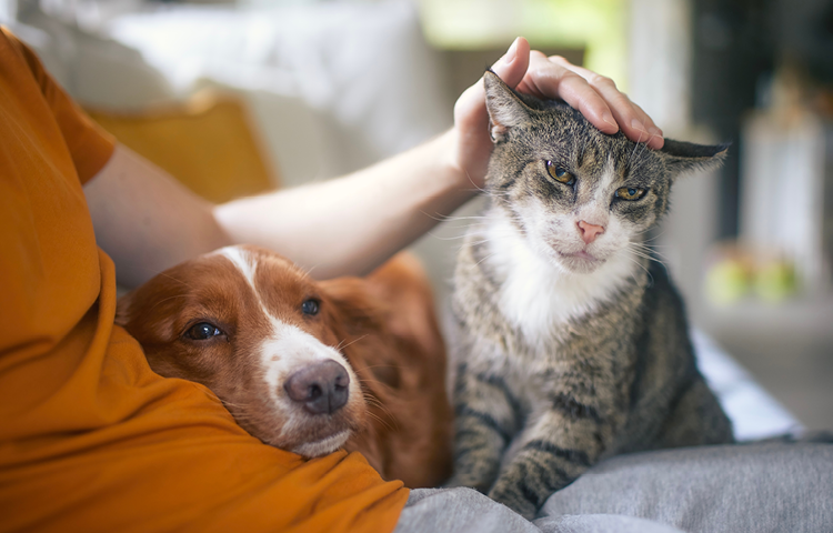 Man sitting on sofa with his cat and dog.