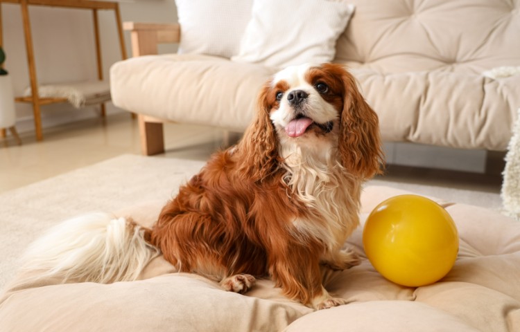 Brown and white dog sitting next to a yellow ball in the living room.